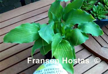 Hosta A Scape Plan